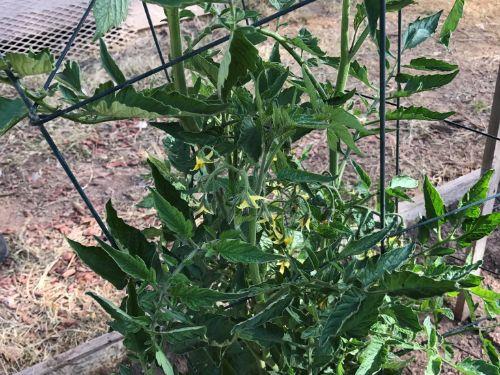 leafy green plant